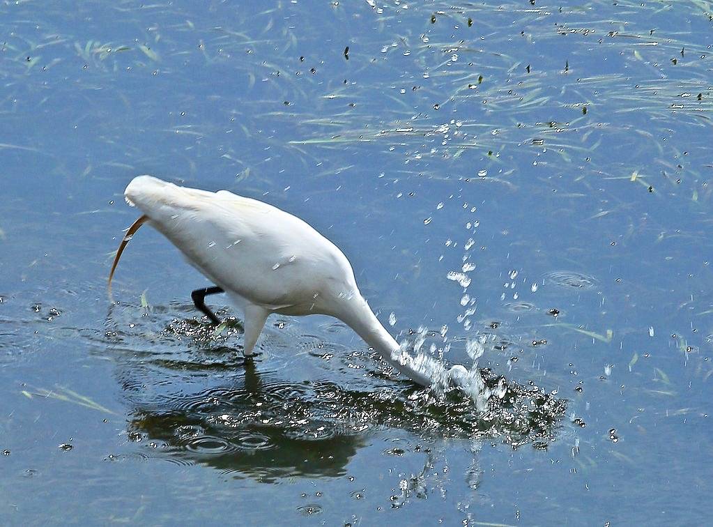 Great Egret by Rennett Stowe is licensed under CC BY 2.0